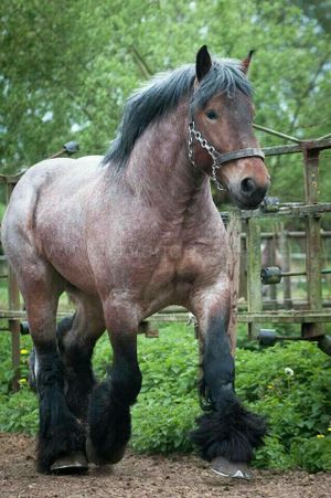 Caballos Brabante.jpg