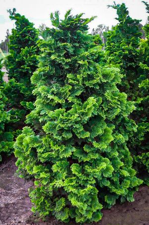 Chamaecyparis Obtusa.jpg