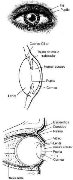 Archivo:ComoVemos.jpg