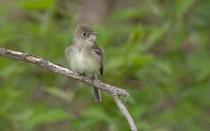 Empidonax virescens.jpg