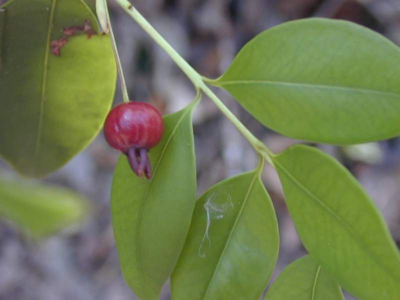Archivo:Eugenia ligustrina fruto.jpg