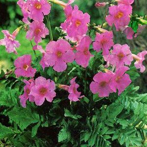 Incarvillea-delavayi.jpg
