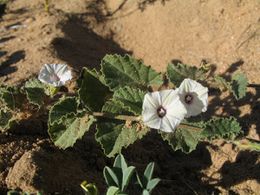 Ipomoea hackeliana.jpg