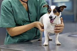 Signs-symptoms-of-tularemia-in-dogs-5.jpg