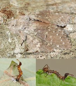 Stauropus fagi.jpg