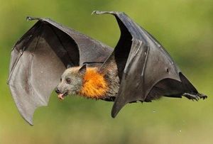 Zorro volador de cabeza gris.jpg