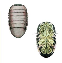 Zulialana coalescens imagen 02.jpg