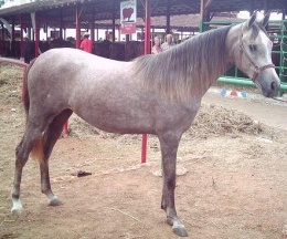 Alimentacion de caballos.JPG