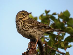 Bisbita normaliz..jpg