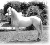 Caballo costarricense2.JPG