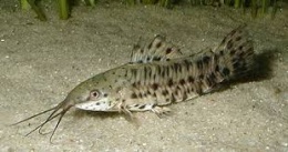 Callichthys Callichthysaaaa.jpeg