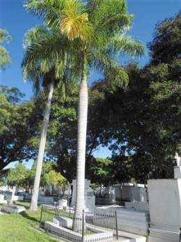Cementerio 1.jpg
