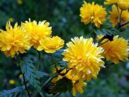 Kerria japonica '12.jpg