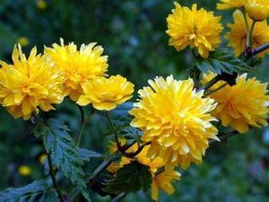 Kerria japonica '12.jpg