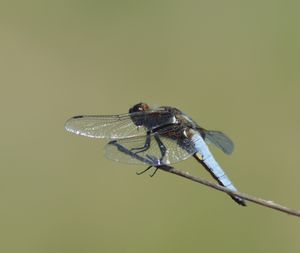 Libelula de vientre plano.JPG