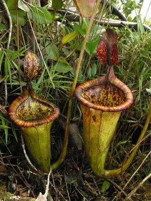 Planta carnivora gigante.jpg