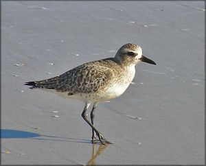Pluvialis squatarola.jpg
