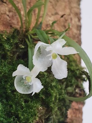 Zygostates greeniana.jpg