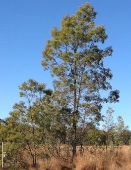 Acacia leucoclada.jpg