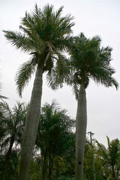 Archivo:Acrocomia crispa.jpg