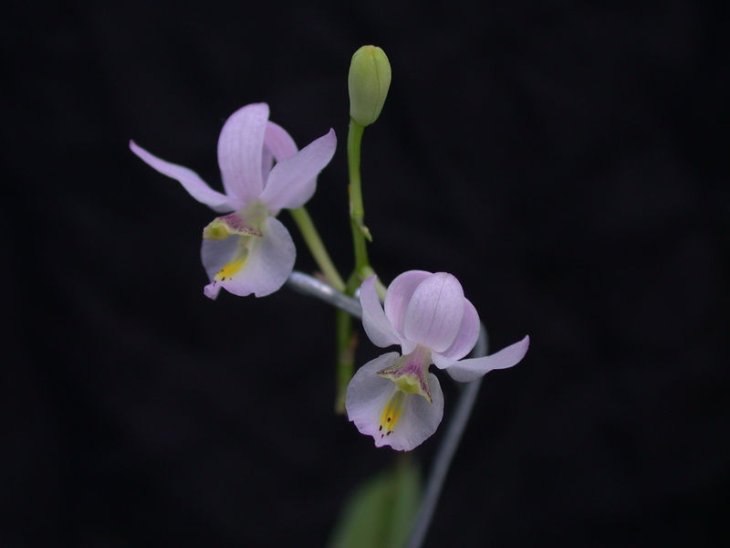 Archivo:Bmelanocaulon.jpg