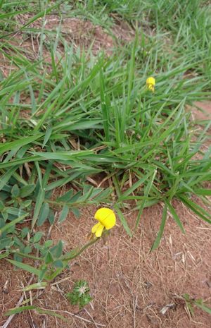 Crotalaria hilariana.jpg