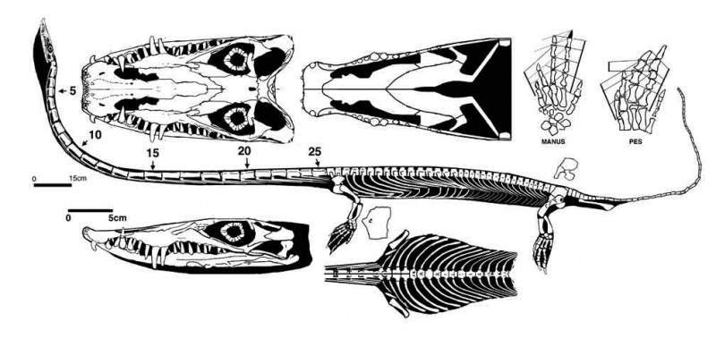 Archivo:Dinocephalosaurus reconstruction.jpg