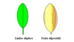 Elíptico - elipsoidal.jpg