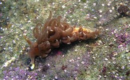 Facelina annulicornis.jpg