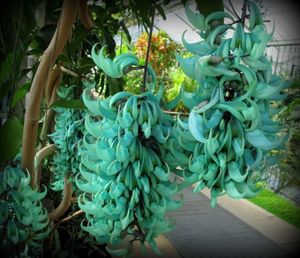 Flor de jade.jpg
