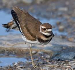 Killdeer24.jpg
