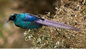 Lamprotornis caudatus.JPG