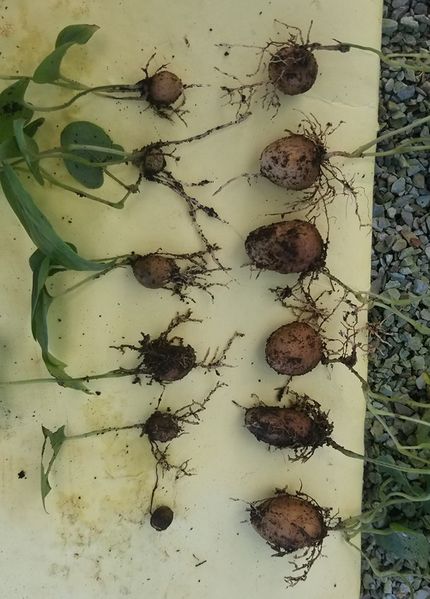 Archivo:Minituberculos viusid.jpg