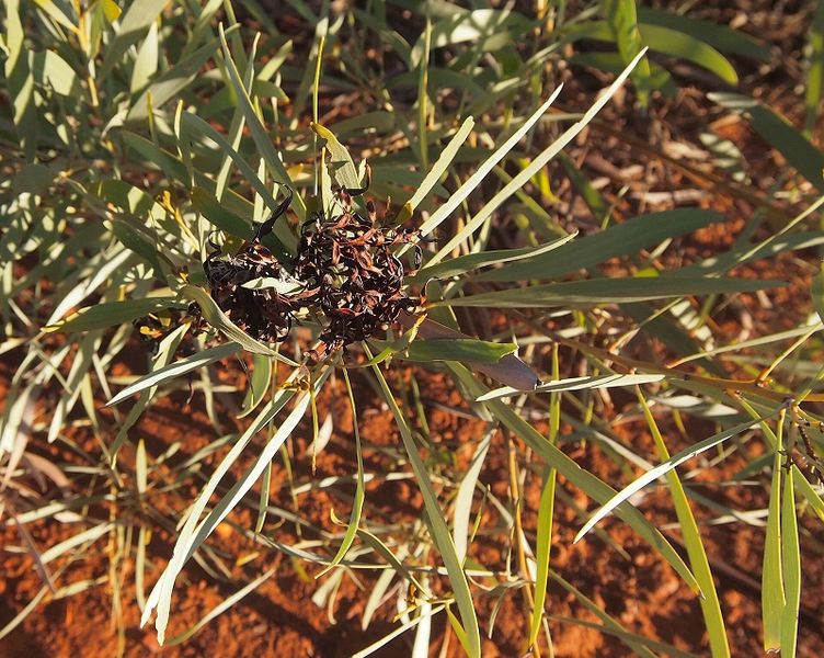 Archivo:Acacia gonoclada 3.jpg