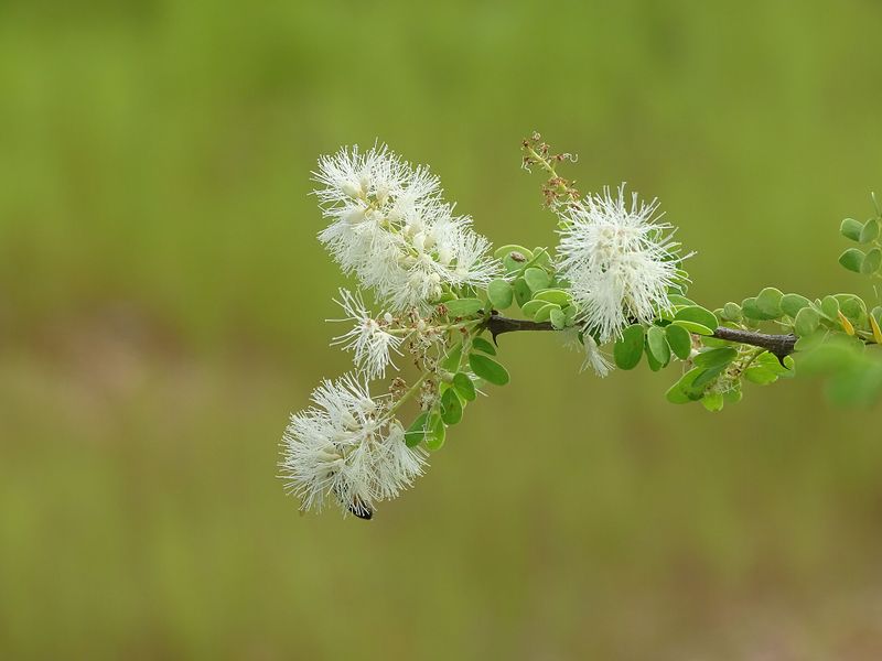Archivo:Acacia gourmaensis.jpg
