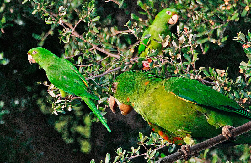 Archivo:Aratinga-Ojiblanca-7.jpg