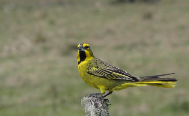 Archivo:Cardenal-verde.jpg