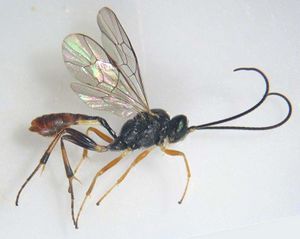 Diadegma.jpg