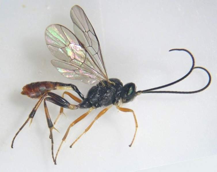 Archivo:Diadegma.jpg