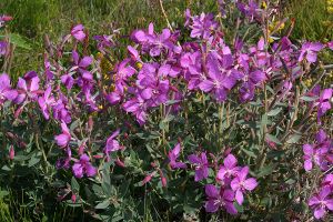Epilobium latifolium.jpg