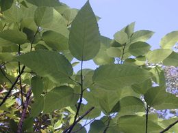 Ficus lateriflora.jpg