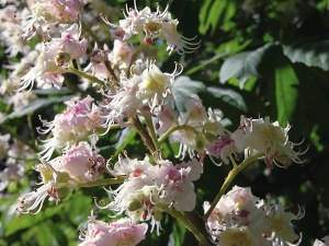 Castanea - EcuRed