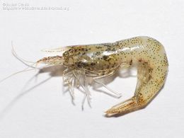Gamba enana.jpg