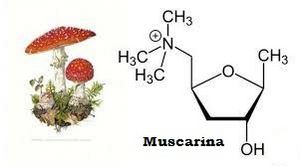 Muscarina.jpg