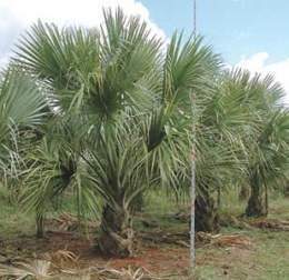 Palmera carolina.jpg