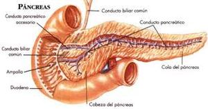 Pancreas1.jpeg