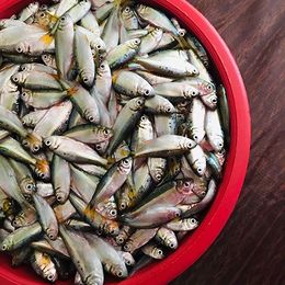 Pepesca2.jpg