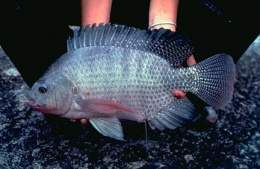 Tilapia Azul.jpg