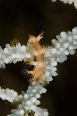 Tritonia nilsodhneri.jpg