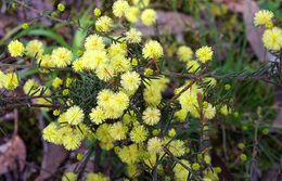 Acacia aculeatissima.jpg